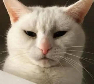 😒 kucing, kucing putih, hewan, hewan peliharaan, imut, hewan peliharaan, kucing peliharaan telegram sticker
