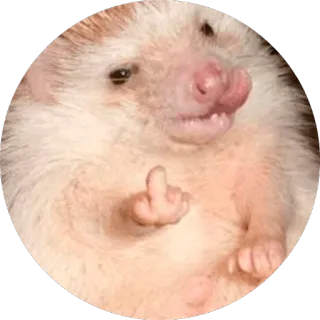 😡 hérisson, doigt d'honneur, offensant, animal telegram sticker