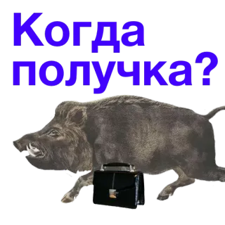 💸 Когда получка? jabalí, dinero, animal, maletín, nómina, ruso telegram sticker