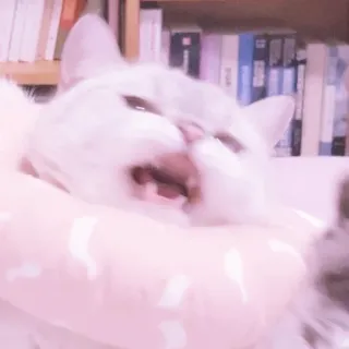 🐱 gato, gatito, gato blanco, lindo, animal whatsapp sticker