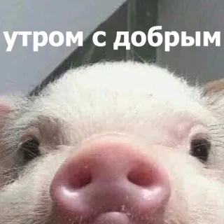 😊 утром с добрым หมู, สัตว์, สวัสดีตอนเช้า, รัสเซีย, น่ารัก telegram sticker