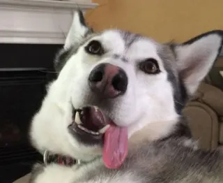 🤪 telegram sticker