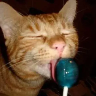 😋 kucing, lolipop, menjilat, hewan peliharaan, binatang, kucing oranye telegram sticker