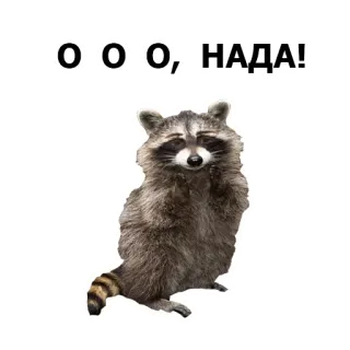 😺 Olo-lo, NADA! raccoon, animal, cute, furry telegram sticker