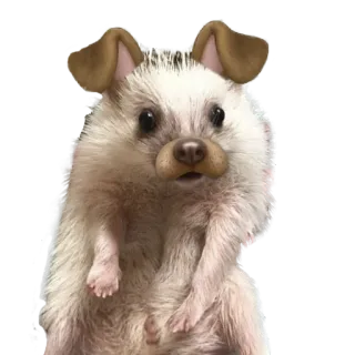 😬 hedgehog, animal, cute, pet, funny, dog ears telegram sticker