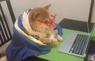 ☕ hond, shiba inu, laptop, leesbril, schattig, werken, hond met bril telegram sticker
