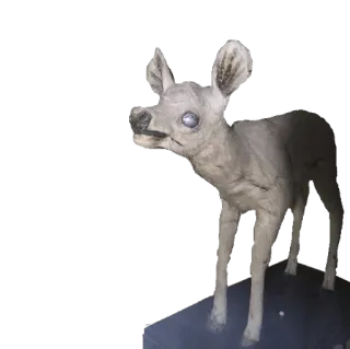 🐐 cerf, taxidermie, animal, effrayant, insolite whatsapp sticker