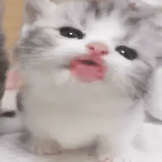 😛 kitten, cat, cute, animal, pet, domestic animal whatsapp sticker