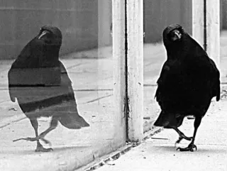 ⚫️ burung, gagak, pantulan, binatang, hitam, alam telegram sticker