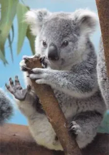 🐨 koala, animal, wildlife, marsupial, australia, cute, tree telegram sticker
