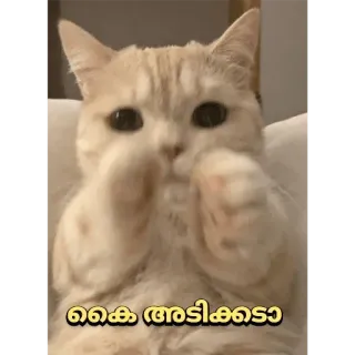 😂 കൈ അടിക്കടോ cat, cute, animal, pet, mammal telegram sticker