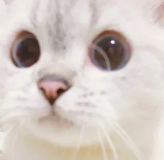 🥺 gato, animal, animal de estimação, fofo, branco telegram sticker
