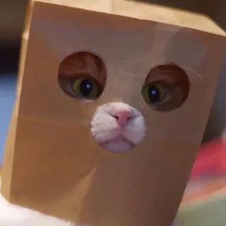 🥳 gato, saco de papel, animal, engraçado, fofo, animal de estimação telegram sticker