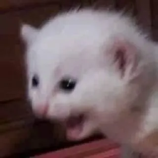 🐱 cat, kitten, white, animal, meme telegram sticker