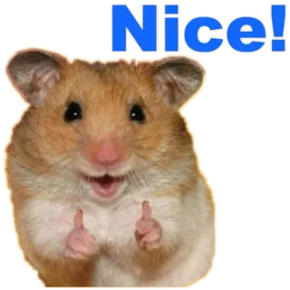 👍 Nice! Hamster, Daumen hoch, süß, Tier, Nagetier, nett telegram sticker