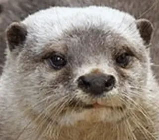🤢 otter, animal, cute, mammal, wildlife telegram sticker
