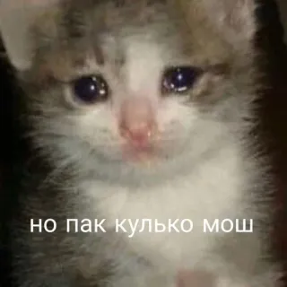 😭 но пак кулько мош 猫, 难过, 表情包, 可爱, 动物 telegram sticker