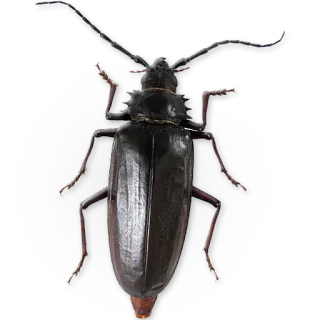 🐞 owad, chrząszcz, kózkowate, pluskwa, zwierzę, stawonóg telegram sticker