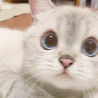 🐱 cat, pet, animal, cute, blue eyes, kitten, domestic animal telegram sticker