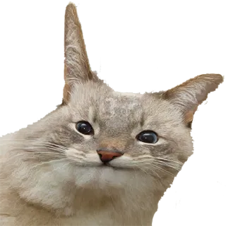 👀 cat, animal, pet, meme, funny, cute, kitten, domestic cat telegram sticker