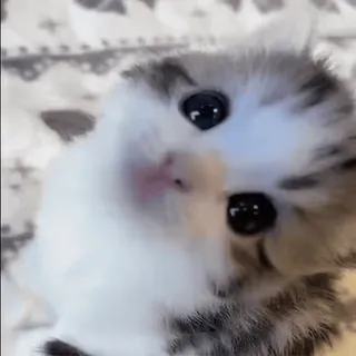 🐈 새끼 고양이, 고양이, 귀여운, 애완 동물, 동물, 고양이과 telegram sticker