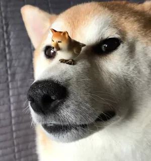 😏 anjing, shiba inu, hewan, imut, peliharaan, doge whatsapp sticker