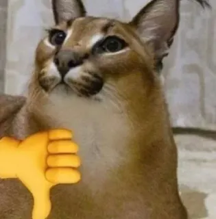 👎 cat, caracal, floppa, thumbs down, meme telegram sticker