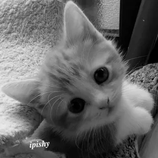 🕸 ipishy 猫, 小猫, 可爱, 动物, 宠物, 迷人 telegram sticker