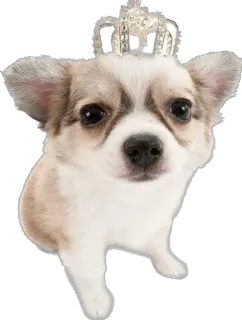👸 สุนัข, มงกุฎ, ชิวาวา, น่ารัก, สัตว์เลี้ยง, สัตว์, ราชวงศ์ telegram sticker