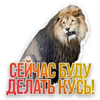 🦁 СЕЙЧАС БУДУ ДЕЛАТЬ КУСЬ! lion, animal, meme, text, russian telegram sticker