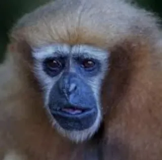 😔 Gibbon, Aap, Primaat, Dier, Wilde dieren, Zoogdier whatsapp sticker
