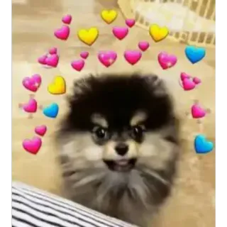 😀 hond, hartjes, schattig, puppy, liefde telegram sticker