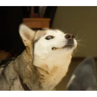 😳 Husky Doge meme telegram sticker
