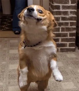🙂 perro, corgi, animal, lindo, mascota, de pie telegram sticker