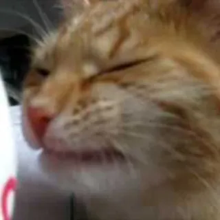 😣 cat, animal, pet, orange tabby, domestic cat, feline whatsapp sticker