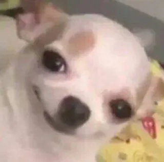 ☺️ cane, chihuahua, animale, animale domestico, carino, meme, divertente, doge telegram sticker