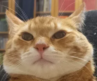 😕 gato, gato naranja, animal, mascota, felino, gato doméstico telegram sticker