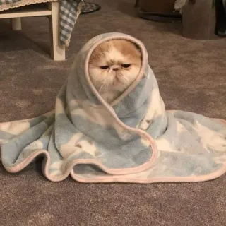 😑 Katze, Decke, süß, Haustier, Tier, eingewickelt telegram sticker