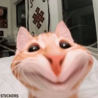 🤩 cat telegram sticker
