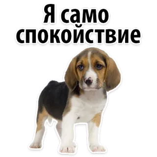 😋 Я само спокойствие dog, beagle, calm, peaceful, animal, cute telegram sticker