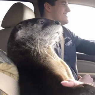 🐾 loutre, animal, conduite, voiture, animal de compagnie, mammifère whatsapp sticker