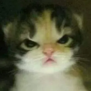 😡 gatto, gattino, arrabbiato, felino, animale domestico, carino telegram sticker