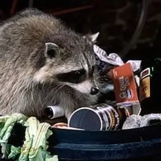 🍕 mapache, basura, desecho, animal, mamífero, cubo de basura telegram sticker