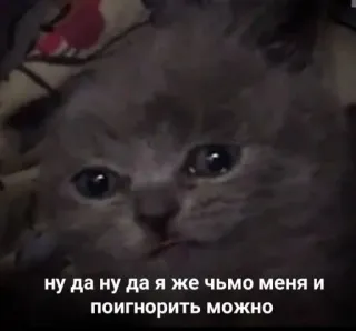 😐 ну да ну да я же чьмо меня и поигнорить можно Katze, traurig, Kätzchen, Meme, russisch telegram sticker