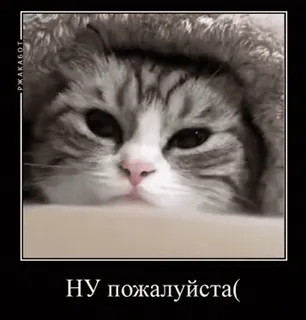 🌟 НУ пожалуйста( แมว, น่ารัก, มีม, รัสเซีย, สัตว์, ลูกแมว whatsapp sticker