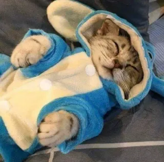 🥺 gato, animal, dormindo, macacão, fofo, animal de estimação telegram sticker