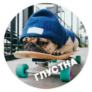 ☹️ ГЛУСТНА パグ, 犬, スケートボード, 動物, ペット, 青い帽子, Glustna telegram sticker
