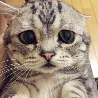 🎃 gato, triste, fofo, animal de estimação, animal, olhos whatsapp sticker