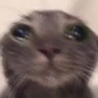 🐱 gatto, animale, animale domestico, meme, triste, carino telegram sticker
