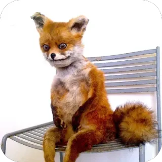 🥲 fuchs, stofftier, lustig, meme, präparat, tier telegram sticker